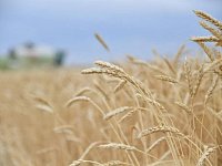 Саратовская область собрала первый миллион тонн зерна урожая-2023