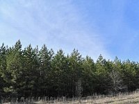 В саратовских лесах ввели особый противопожарный режим