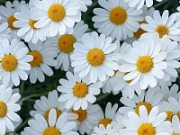 Дорогие жители и гости района!