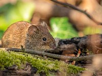 О профилактике геморрагической лихорадки с почечным синдромом