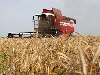 100 тысяч тонн зерна намолочено в Романовском районе