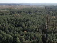 Площадь лесов в регионе выросла на 7,6 тысячи гектаров