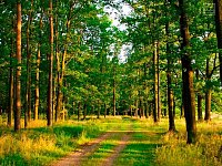 В Саратовской области ввели ограничения на пребывание граждан в лесах