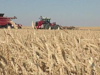 Почти шесть миллионов тонн зерна собрали в Саратовской области